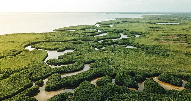 Everglade marsh